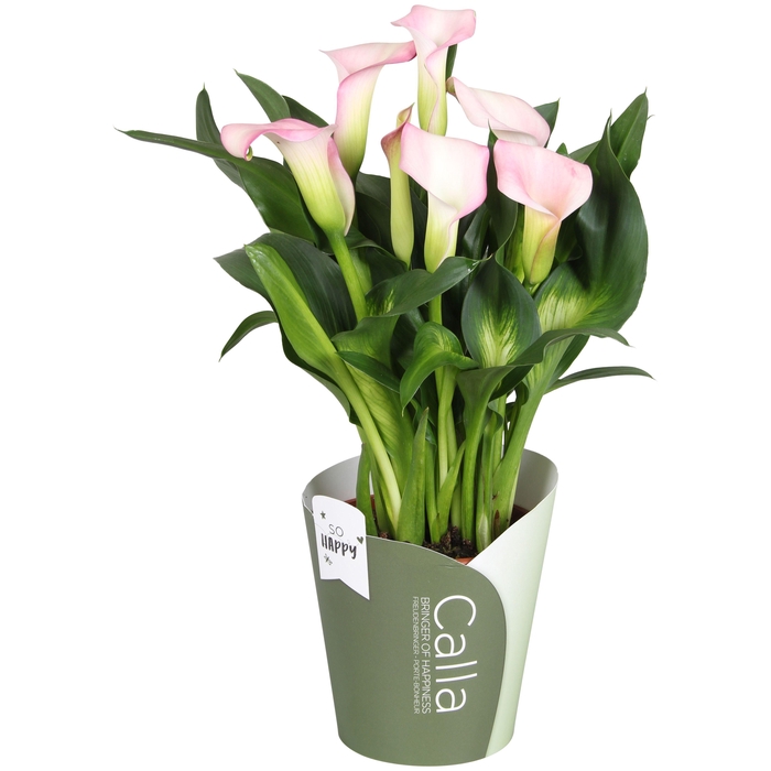 <h4>Zantedeschia French Kiss SoHappyCalla roze met groene potcover</h4>