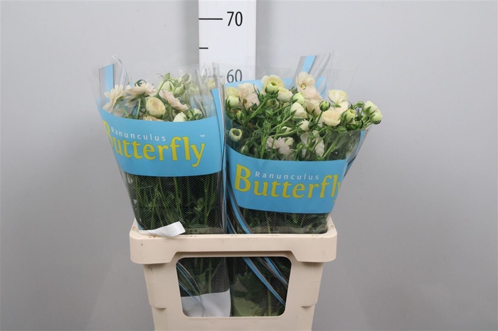 <h4>Ran Butterfly Keramos</h4>