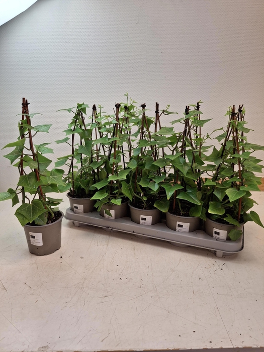 <h4>SENEC MACR VARIEG</h4>