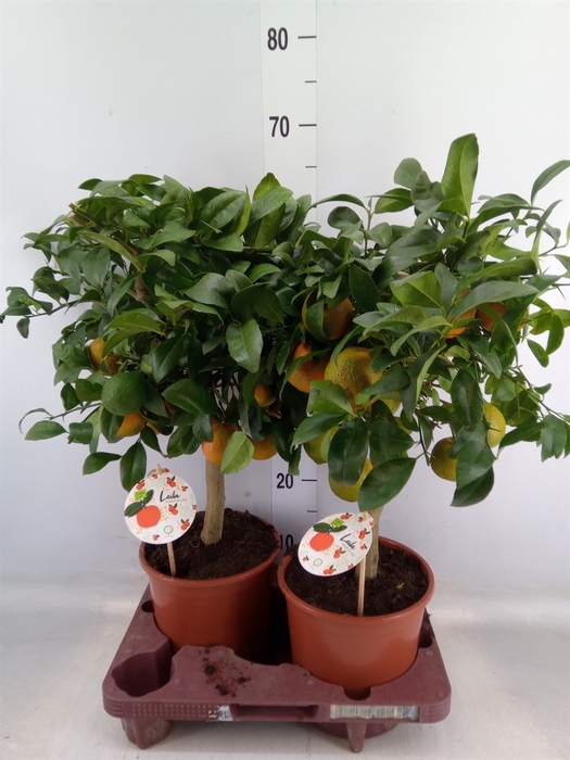 <h4>Citrus meyeri 'Meyer'</h4>