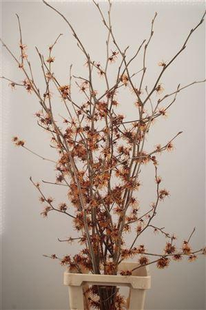 <h4>Hama Jelena</h4>