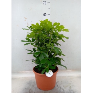 Schefflera arbor. 'Nora'