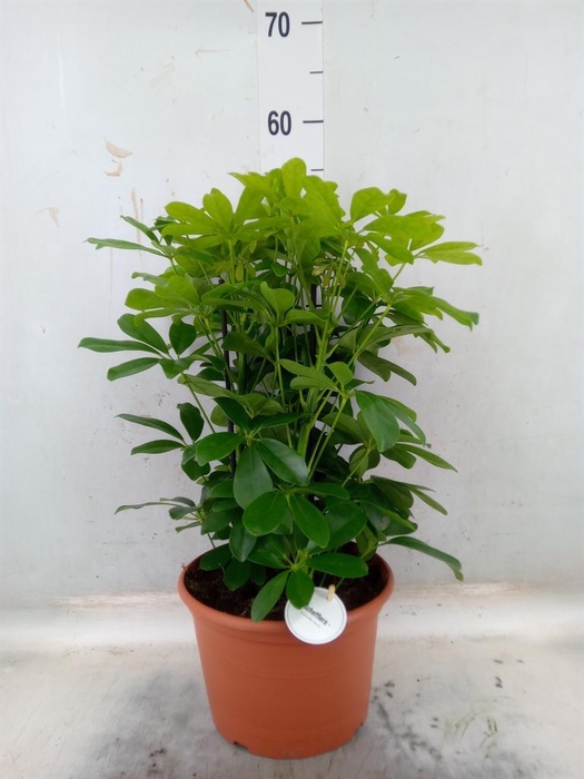 <h4>Schefflera arbor. 'Nora'</h4>