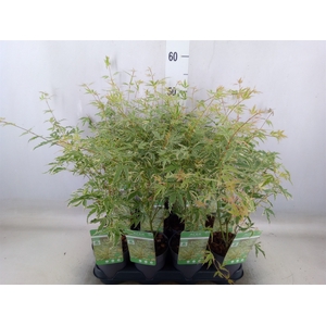 Acer palmatum 'Butterfly'