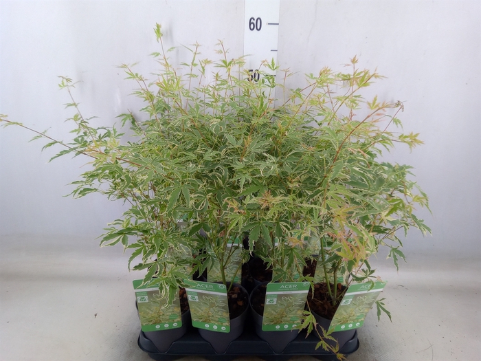 <h4>Acer palmatum 'Butterfly'</h4>
