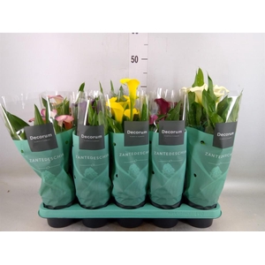 Zantedeschia   ...mix