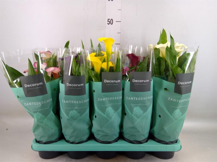 <h4>Zantedeschia ...mix</h4>