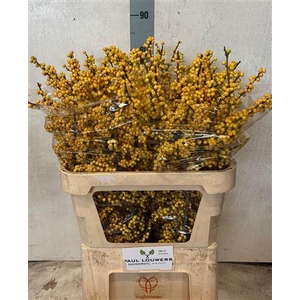 Ilex Ve Citronella Super!!