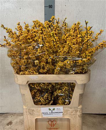 <h4>Ilex Ve Citronella Super!!</h4>