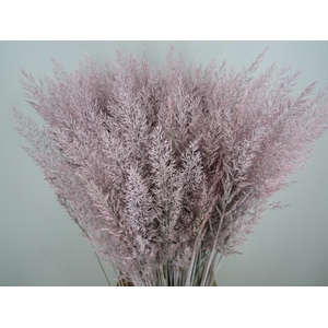 CALAMAGROSTIS BRACHY L ROSE