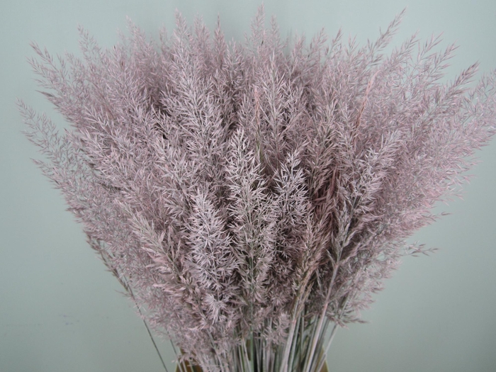 <h4>CALAMAGROSTIS BRACHY L ROSE</h4>