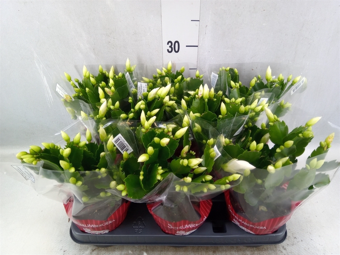 <h4>Schlumbergera   ...</h4>