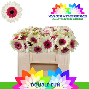 Germini Double Fun