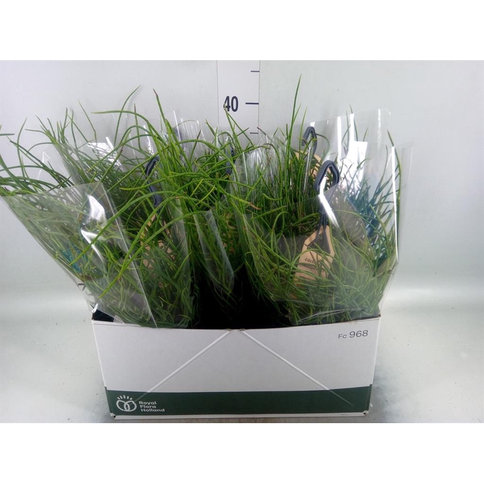 <h4>Rhipsalis   ...</h4>