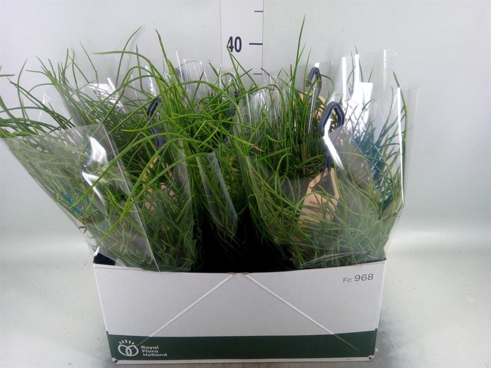 <h4>Rhipsalis   ...</h4>
