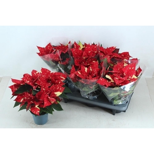 EUPHOR P SUP NEW GLI