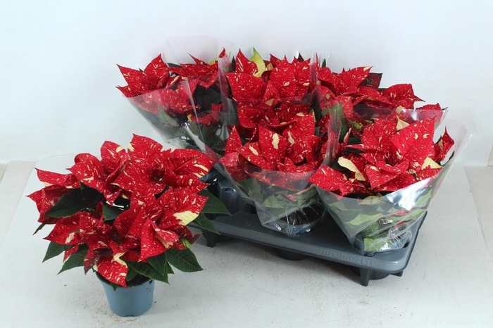 <h4>EUPHOR P SUP NEW GLI</h4>