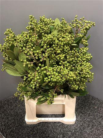 <h4>Heteromeles Arbu Bs</h4>