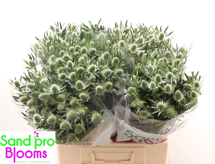 <h4>Eryngium Magical White Lagoon</h4>