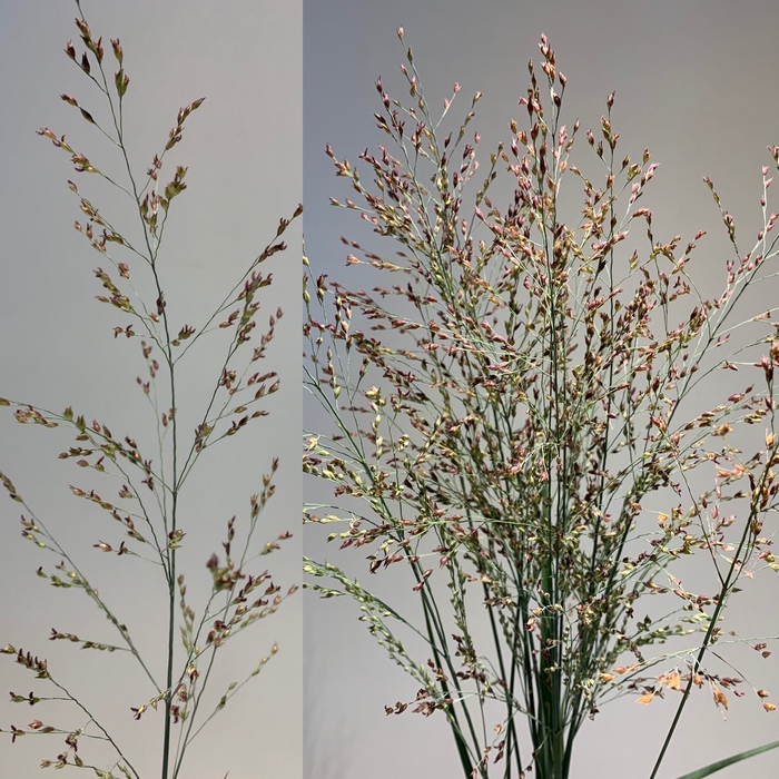 Grasses - Panicum Fountain Heavy Metal