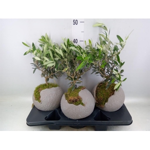 Arr.   Tuinplanten H%