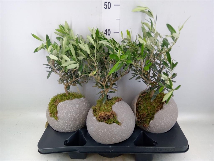 <h4>Arr.   Tuinplanten H%</h4>