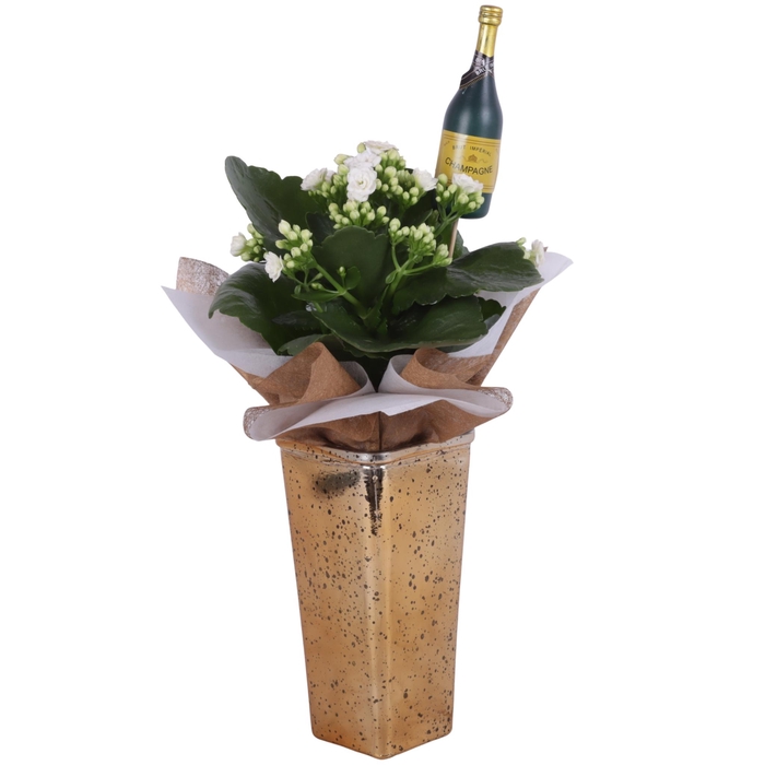 <h4>New Year Arr. Indoor Glass Vase Square Gold Ø09cm 1PP</h4>