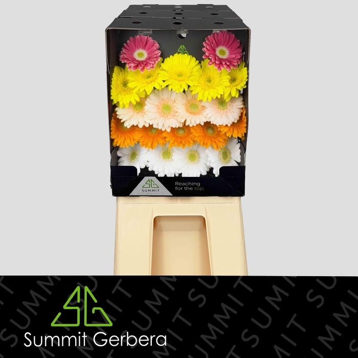 <h4>Germini Mix groen hart Diamond</h4>