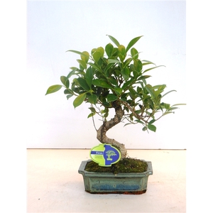 Ficus retusa, 20cm., shape, without drip tray