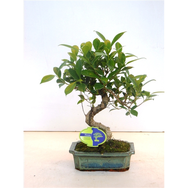 <h4>Ficus retusa, 20cm., shape, without drip tray</h4>