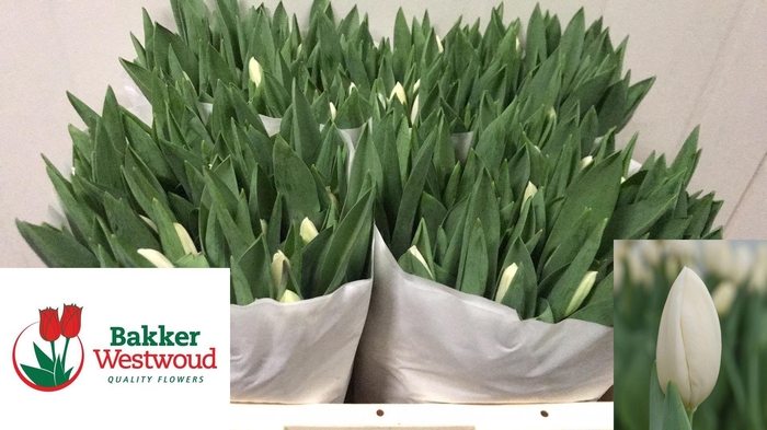 <h4>TU EN SNOWBOARD</h4>