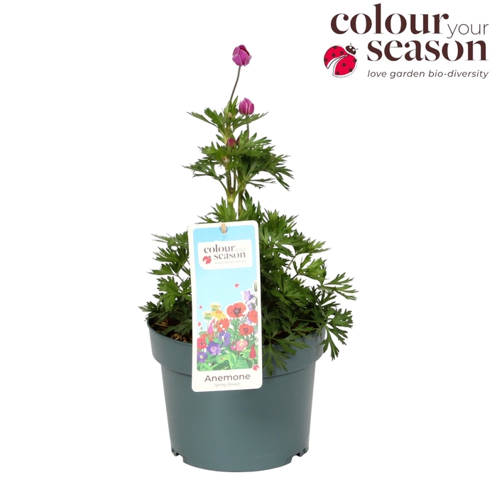 <h4>Anemone Spring Beauty Pink</h4>