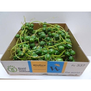 DIPLOCYCLOS PALMATUS 9 M