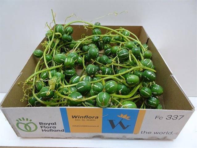 <h4>DIPLOCYCLOS PALMATUS 9 M</h4>