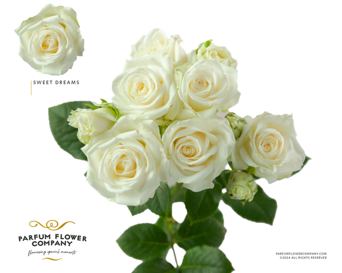 <h4>Rosa Spray Sweet Dreams</h4>