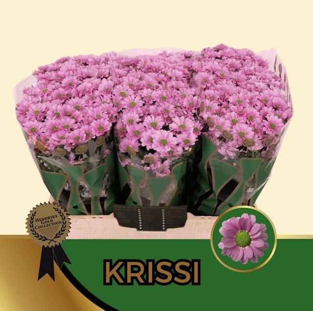 <h4>CHR S AAA KRISSI</h4>