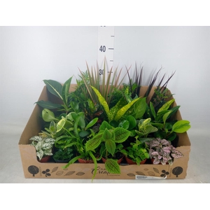 Planten Groen   ...mix 24