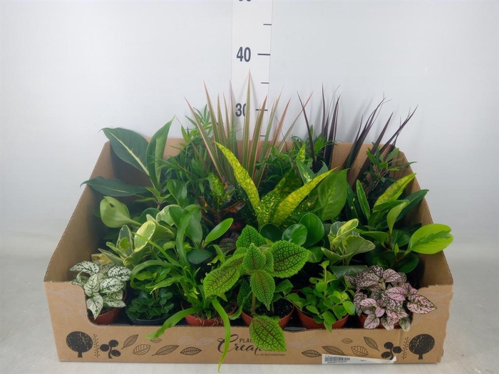 <h4>Planten Groen   ...mix 24</h4>