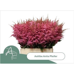 Astilbe Ar Anita Pfeiffer