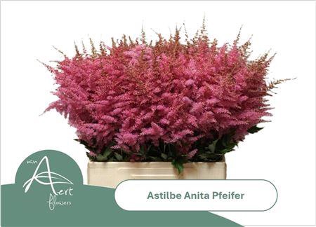 <h4>Astilbe Ar Anita Pfeiffer</h4>