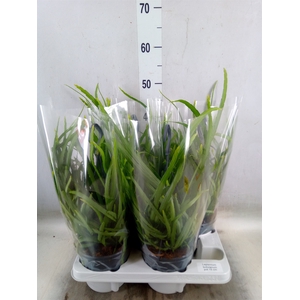 Lepismium bolivianum