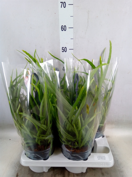 <h4>Lepismium bolivianum</h4>