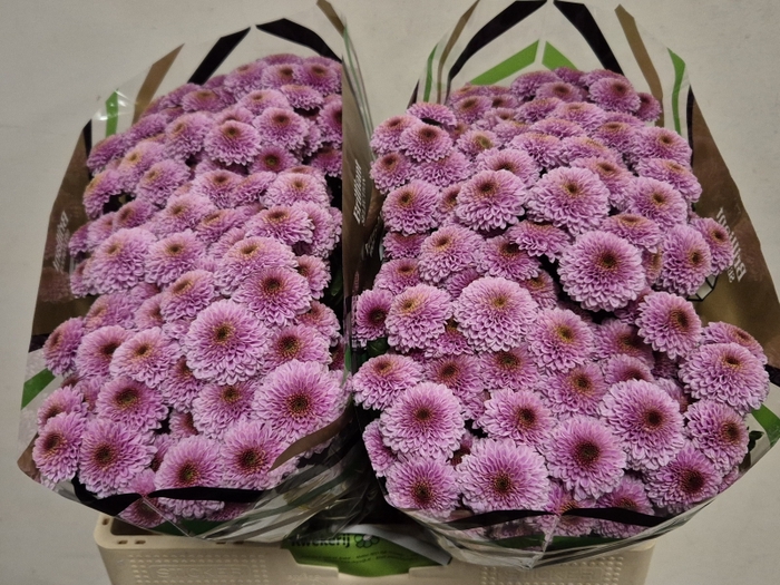 <h4>CHR SAN DORIA PINK X50 PER BLIK</h4>