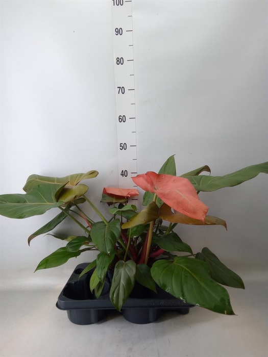 <h4>Philodendron ...</h4>
