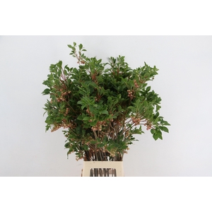 ENKIANTHUS BLOEIEND 80/90CM