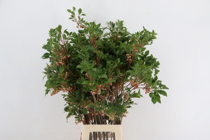 <h4>ENKIANTHUS BLOEIEND 80/90CM</h4>