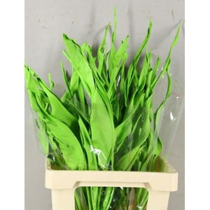 Df Strelitzia Leaf Apple Green