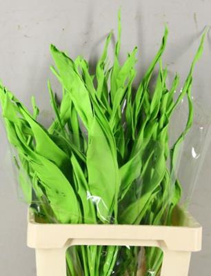 Df Strelitzia Leaf Apple Green