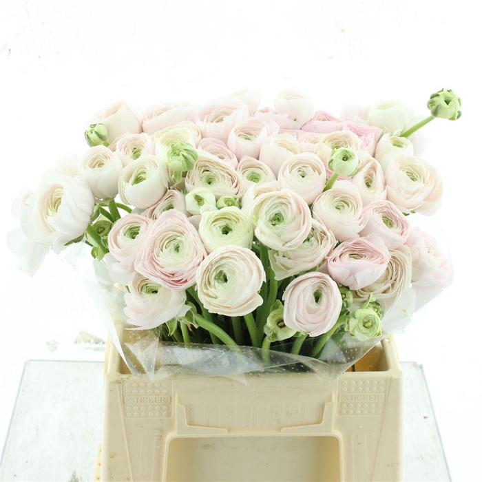 <h4>Ran Su Hanoi N L</h4>