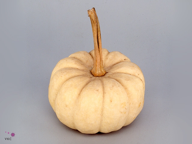 Cucurbita pepo 'Baby Boo'